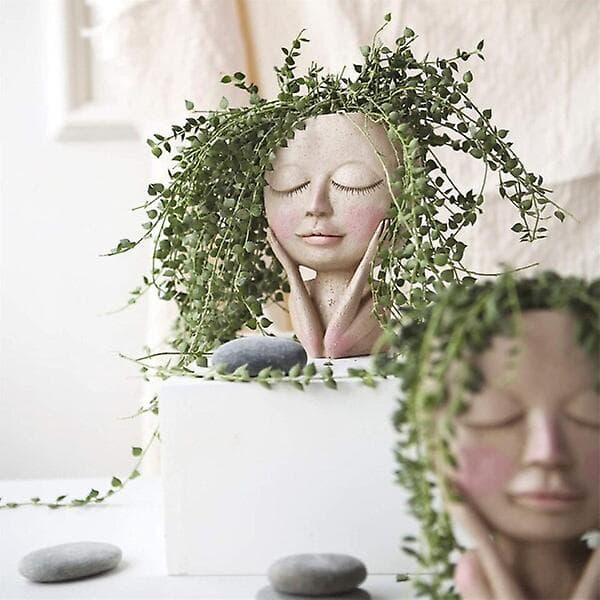Flickor Ansikte Huvud Blomkruka Succulent Växt