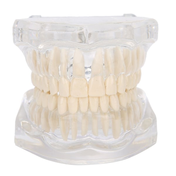 Dental Undervisning Simuleringsmodel Akryl Transparent Tænder Model
