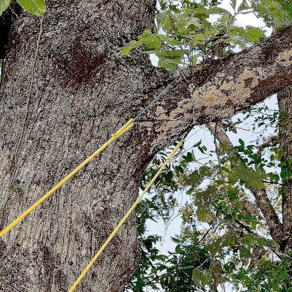 48'' Bärbar Hög Räckvidd Träd Hand Rep Kedjesåg Blad På Båda Sidor