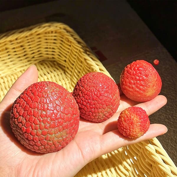 3 st sensorisk leksak Lychee Stressavlastande klämleksak Realistisk Lychee L