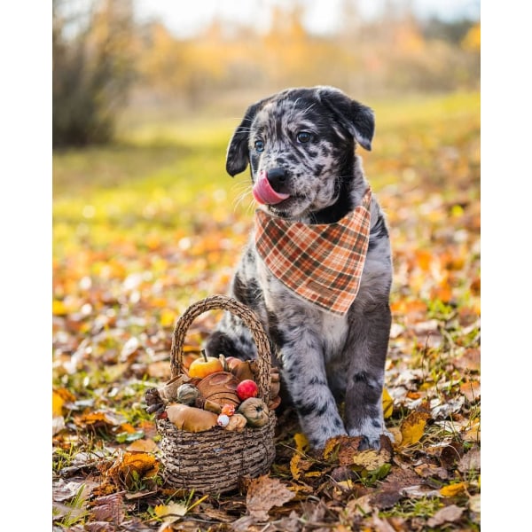 Lionet Paws Dog Bandana för liten medelstor hund