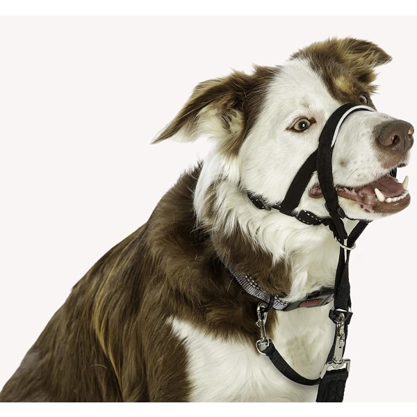 HALTI Halsband Storlek 3 Svart, Storbritannien bästsäljande hund 9b90 |  Fyndiq