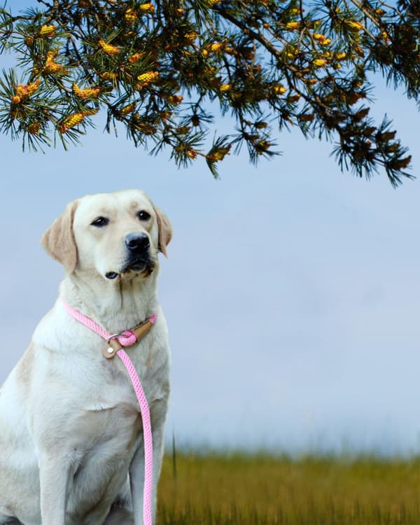 6FT Hundkoppel Starkt Repkoppel ROSA pink