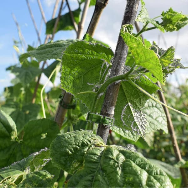 200 st växtklämmor, tomatklämmor, spaljéklämmor, för gurka, blomma, squash, vinranka