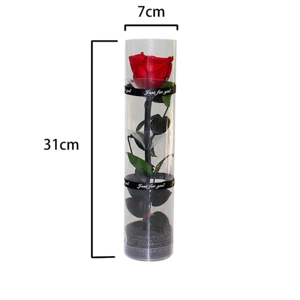 A real preserved rose, eternal rose, permanent rose, infinity rose