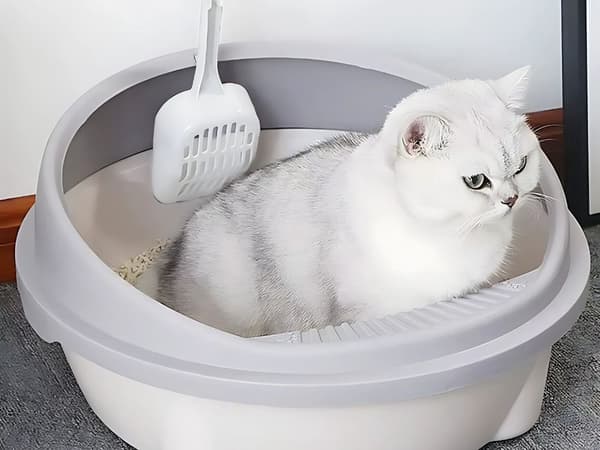 Large Litter Box - Open Model with High Rim