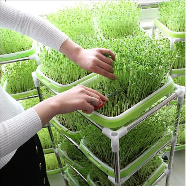 Microgreens groddbricka Hydroponic / Groddning