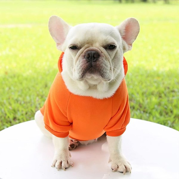 Vinterhoodie med ficka sweatshirt lämplig för valp varm Chihuahua kappa kläder valp kattkläder