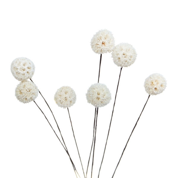 Billy Ball Blomster Tørrede Blomster Kunstige Tørrede Blomster Hjem Have Dekoration
