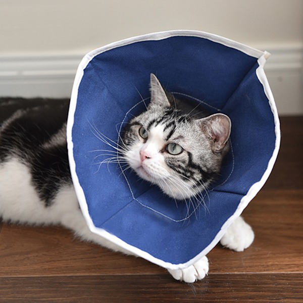Hundhalsband Justerbar Husdjurshalsband Husdjursåterställningskrage Bekväm Husdjurskrage Halsband Skyddskrage för Efter Kirurgi Anti-Bite Lick Sår Läkning Säkerhet