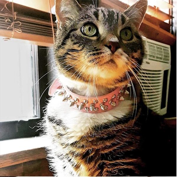 Justerbart brett spik hundhalsband, svampnit PU läder katt hundhalsband, hållbart spik husdjurshalsband