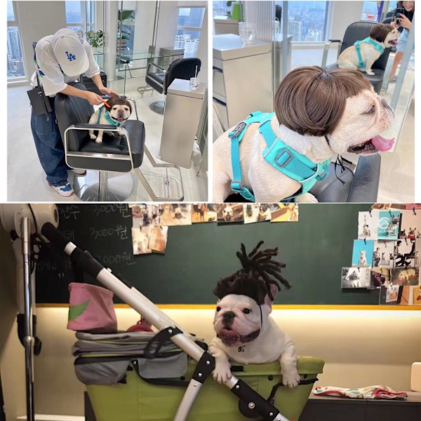 Rolig hundkatt cosplay peruk, för Halloween, jul, fester, festivaler, hundperuker för små, medelstora och stora hundar