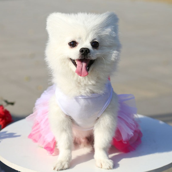 Liten hund flicka Yorkie Chihuahua kläder husdjur valp spets Tutu väst kjol hund prinsessa kostym kläder, set med 2
