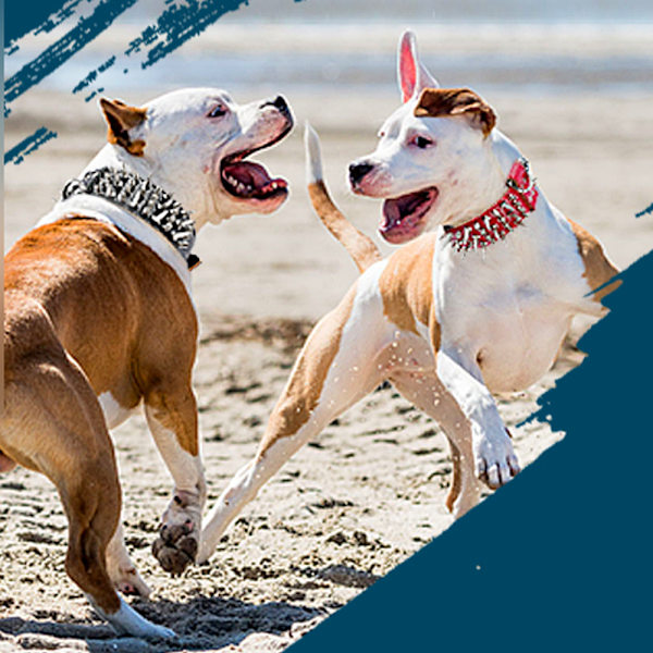 PET ARTIST Bredd Lyxig Läder Skarp Spik Nitar Halsband för Hund, Hundhalsband Anti-Biting
