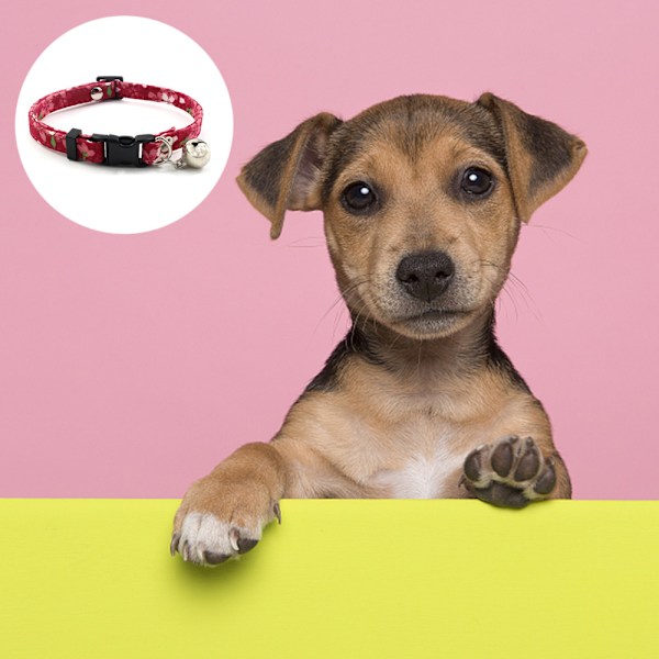 Halsband för hund med spänne i plast, justerbart