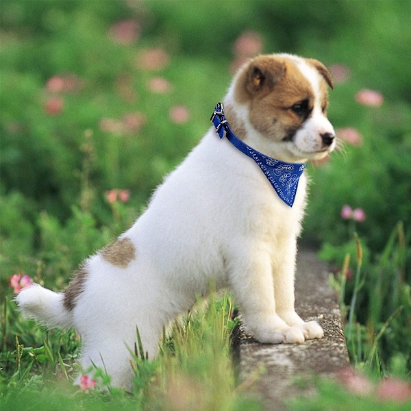 Halsduk hund halsduk krage halsduk rem justerbart spänne för hund och katt dekoration