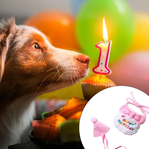 Katt- och hundfödelsedagsscarf och festhatt Minidog Kattfödelsedagsslabb Pet födelsedagskostym Kattfödelsedagsfesttillbehör