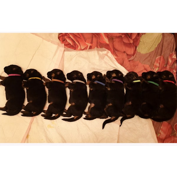 15 Pentua-kaulusta - Nylon-pentua-kaulukset - Säädettävät pentua-kaulukset