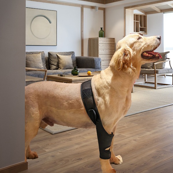 Hundledstöd för hundar Hundknäskydd Hundbenskydd för trasig knäskål Dislokationssårvård Patella Knäsår Förhindra slickning