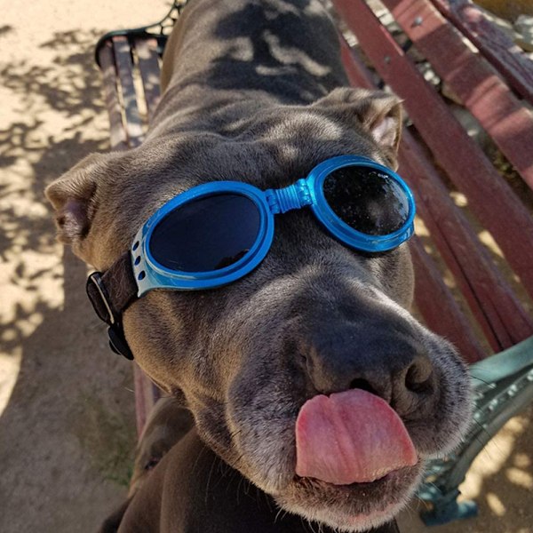 Solglasögon för husdjur med rem, hund UV-glasögon med justerbar hakrem, anti-imma och vindtäta husdjursglasögon solglasögon för små medelstora stora