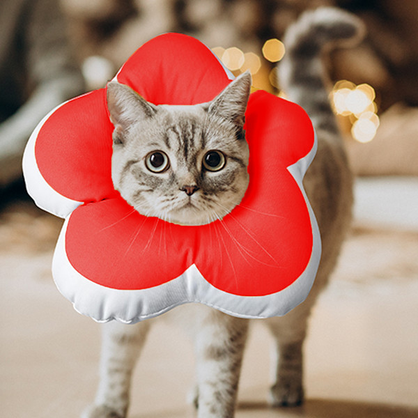 Katt trattkrage, söt vattentät Elizabethan e-krage för katter och små hundar