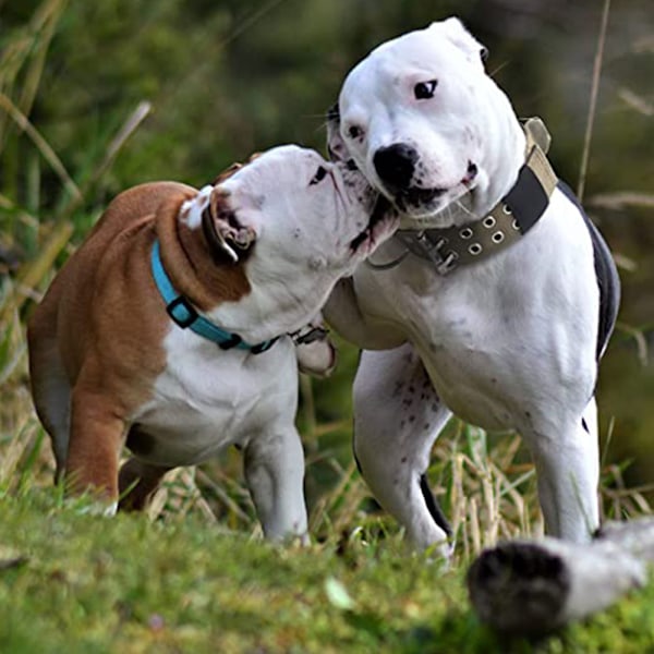 Taktisk hundekrave Nylon justerbar krave Militær hundekrave tung metalspænde håndtag