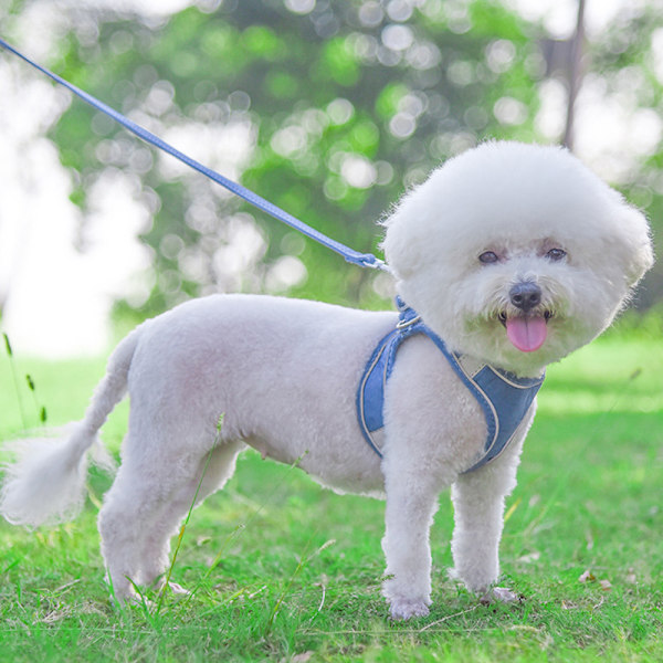 Mjukt nät hundsele och koppel set för promenader - för små hundar och huskatter