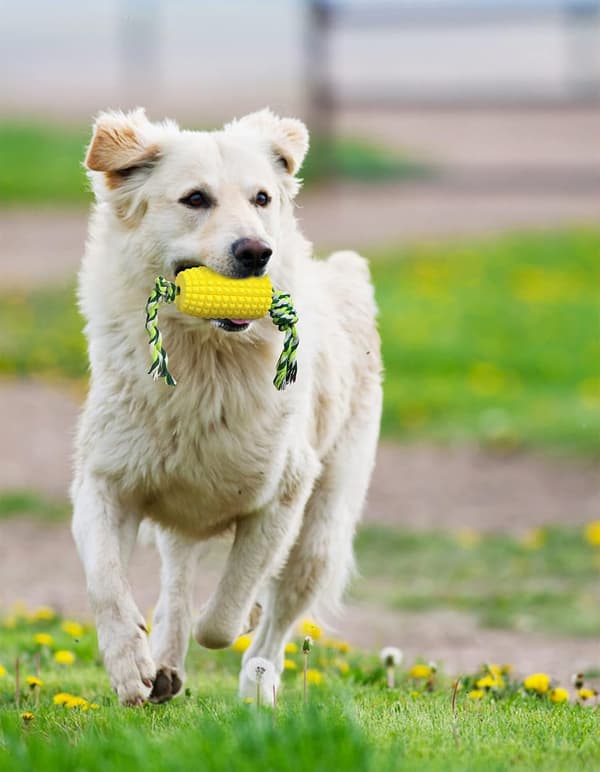 Hundtuggleksaker, Valptandborste, Interaktiva majsleksaker, Hundleksaker