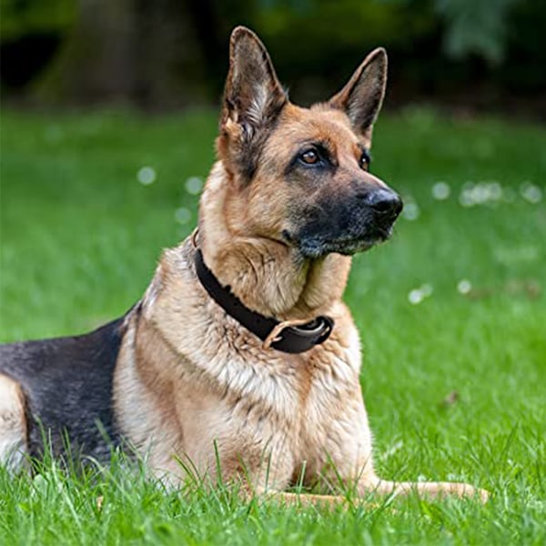 Stort hund justerbart mjukt andningsbart läderfoder vattentätt klassiskt hundhalsband