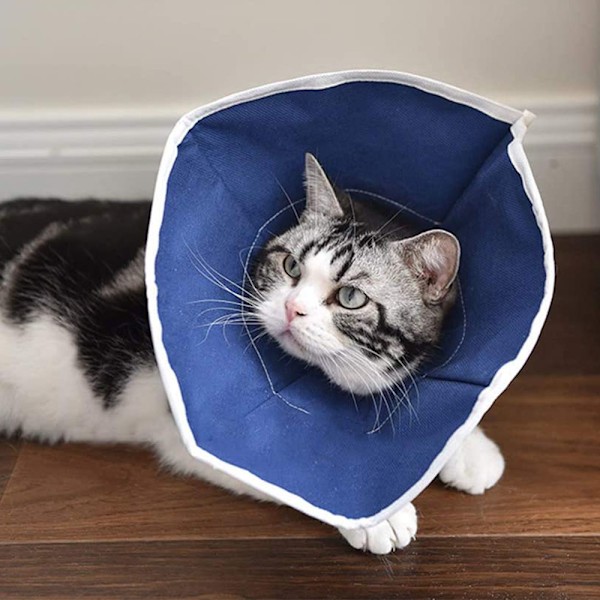 Mjuk katt återhämtningskrage, kattkonkrage, non-woven tyg Elizabeth krage, skyddande sår läkning krage speciellt utformad för katter