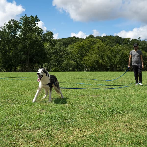 Hunde-/valpelydighet tilbakekallingstrening agilitybånd - 1 treningsbånd
