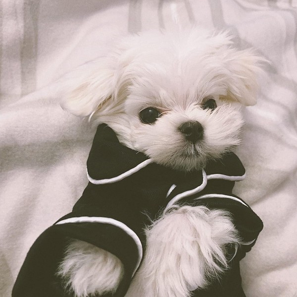 Liten hund katt pyjamas silke, mjuk husdjur tröjor loungewear valp kläder, katter sovkläder skjorta (svart)