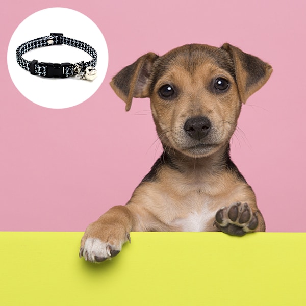 Halsband för hund med spänne i plast, justerbart