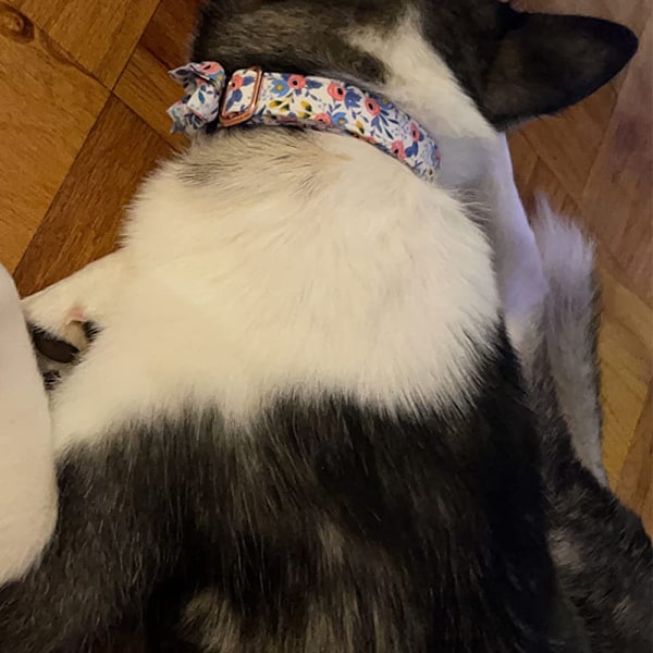 Halsband och koppel för hund, justerbart, starkt guldspänne med vacker fluga och blomsterkant