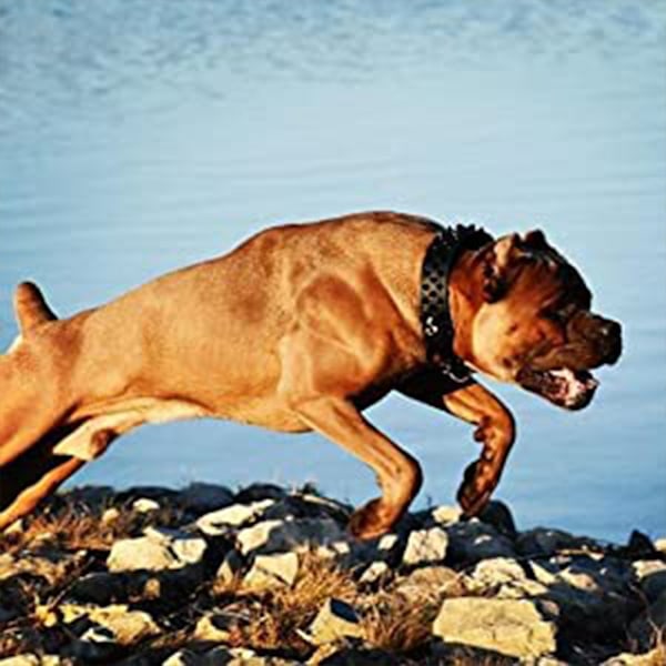 Dogs Kingdom Nahka Musta Piikikäs Naulaistunut Koiran Panta 2\" Leveä,  Bokseripanta
