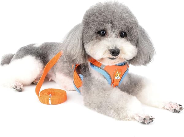 Orange - Sele og snorsæt til lille hund reflekterende justerbar