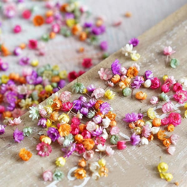 Ægte tørrede blomster til DIY-kunst og håndværk Epoxyharpiks Lysfremstilling Je farve 710 blomsterhoveder