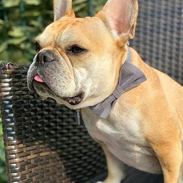 Pet Products Zephyr Kylande Halsduk