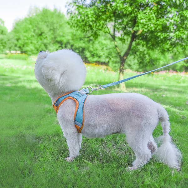 Mjukt hundsele och koppelset i mesh för promenader - för små hundar och huskatter