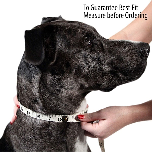 Reflekterande hundhalsband, nylon hundhalsband, reflexband basic halsband med justerbart spänne