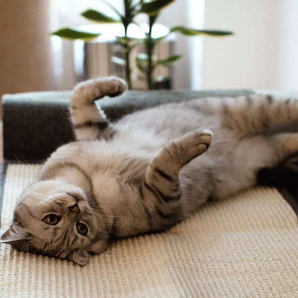 Kattklösmöbler Soffa Skydd med Naturlig Sisal för Att Skydda Soffa Soffa Stol