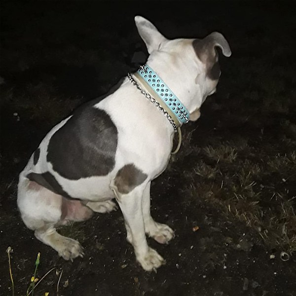 Justerbart brett spik hundhalsband, svampnit PU läder katt hundhalsband, hållbart spik husdjurshalsband
