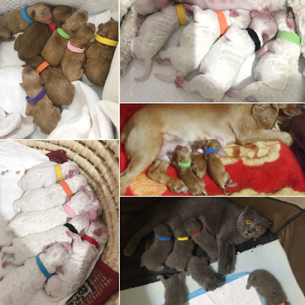 15 Pentua-kaulusta - Nylon-pentua-kaulukset - Säädettävät pentua-kaulukset