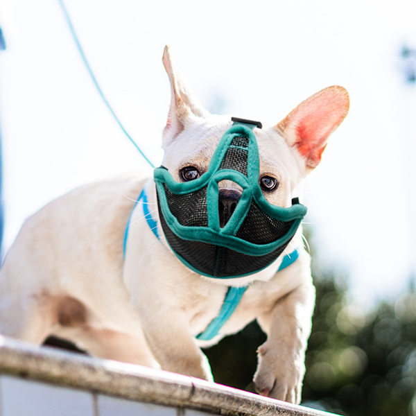 Kort Snud Hundemundkurv - Justerbar Åndbar Mesh Bulldog Mundkurv til Bidende Tyggende Barkende Hunde Maske (Grøn)
