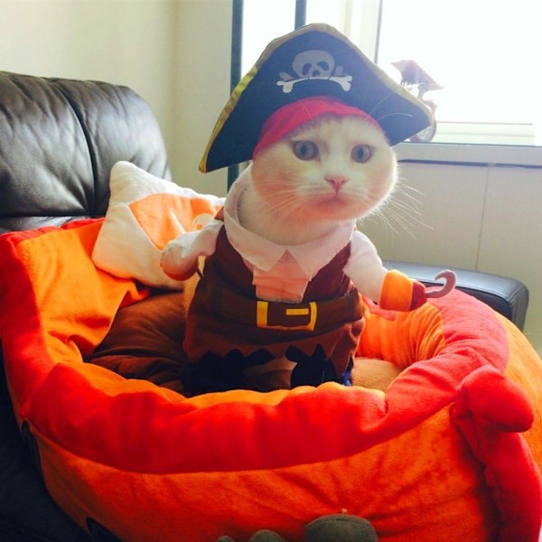 Ny rolig husdjurskläder pirat hund katt kostym dräkt Corsair klä upp festkläder kläder för katt hund plus hatt