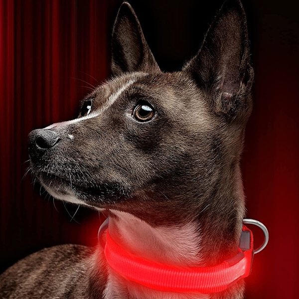 LED-halsband för hund, uppladdningsbart, lysande, justerbart, reflekterande