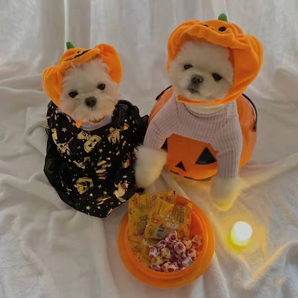 Høstdressing for katt i form av gresskar - Søt cosplay-kostyme for kattunger/små hunder