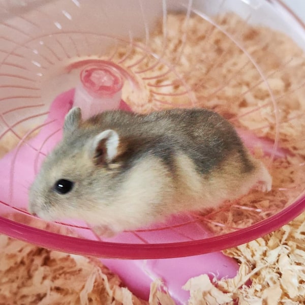 Hamster Flygande Tallrik Tyst Löpningsövningshjul för Gerbilråtta Mus Igelkott Smådjur