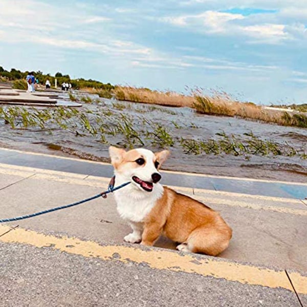 Flätad hundkoppel rep husdjur hundkoppel hund dragrep koppel hundpromenad träningskoppel för hundar