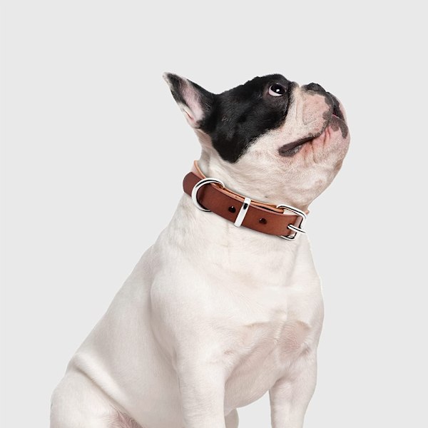 Cornertrace Hundhalsband: Äkta läderhalsband för små och medelstora hundar,